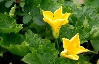 烂在农村地里的南瓜花,其实有很大的作用,能止咳祛痰,消除疲劳