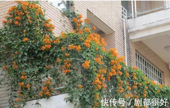 爬藤植物|花开一面墙，花落一路香，一棵爬藤植物的花海