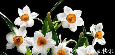 养花试试这几款,花朵凌寒而开,清新超俗的美