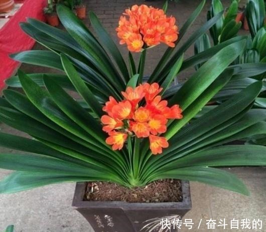 爆盆|君子兰不好养用上“这2种药片”,新芽呼呼冒,花开爆盆!