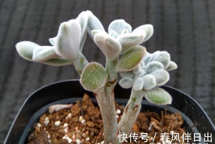养护|它被称为白锦晃星，叶片毛茸茸胖乎乎的很可爱，冬天还会变成彩色