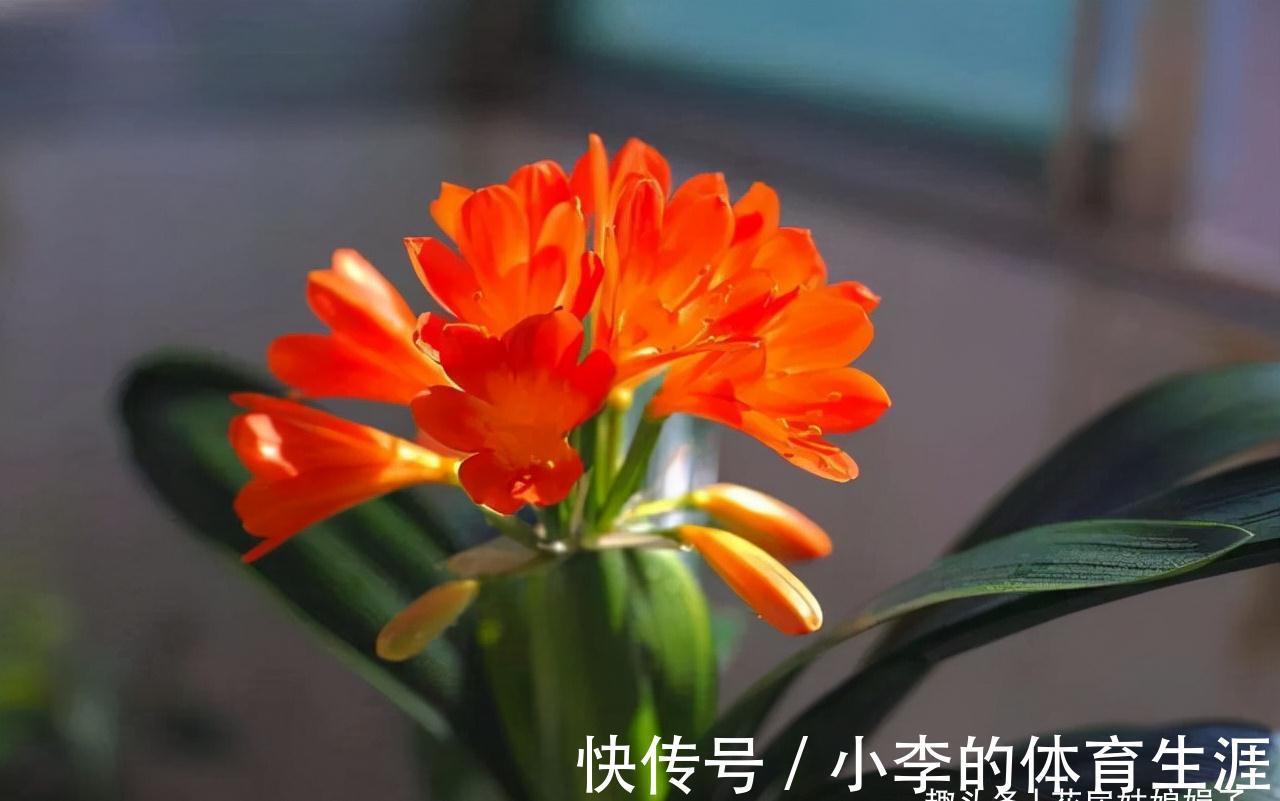 君子兰出现5个特征,是需要翻盆了,但时机不成熟,做好3点能缓解