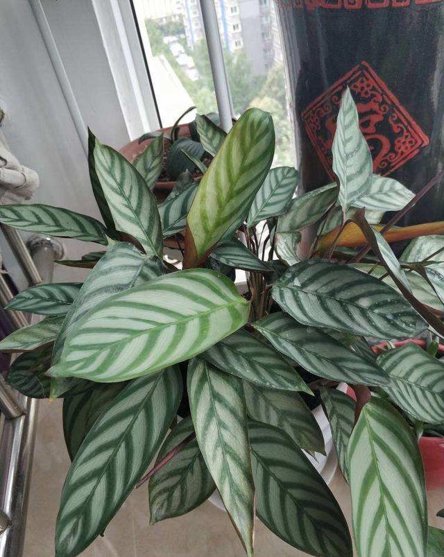 农历九月十八霜降后,养什么花?家里养3种花,健康康开开心心