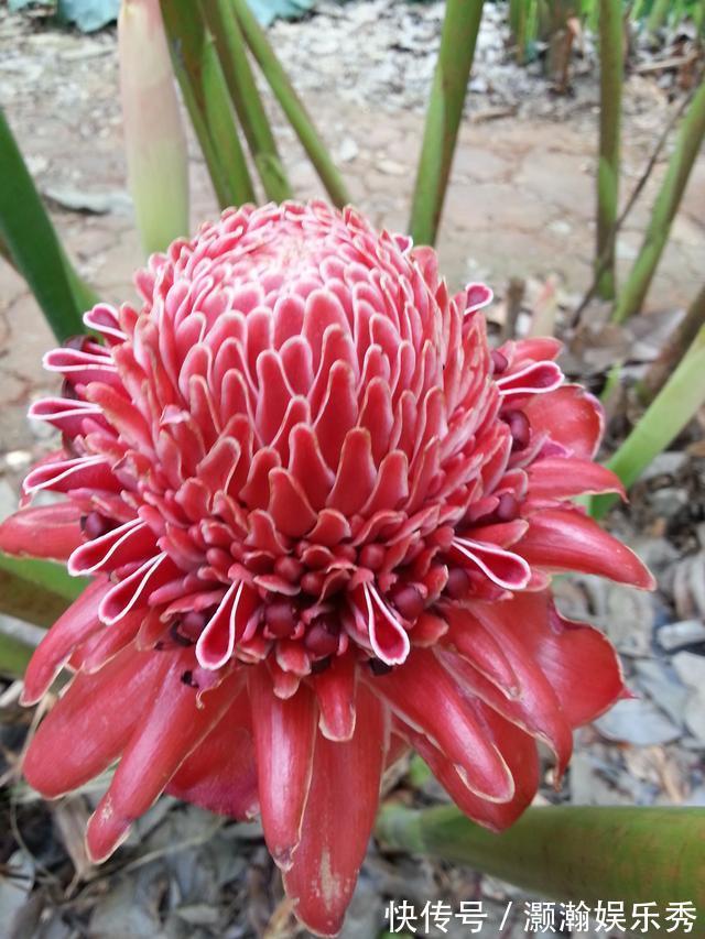 13种“昂贵花”,开花魅力无穷,可价格太高,养得起的人非富即贵