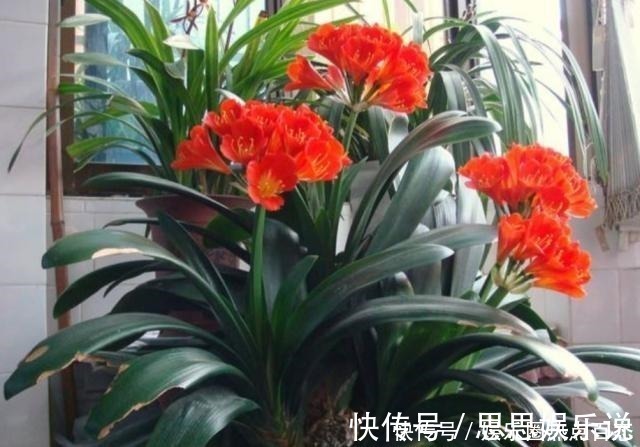 浇水|君子兰马上进入花芽分化期,做好4个细节,才能顺利开花!