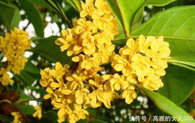 50种植物花语,不要再傻傻送错花了