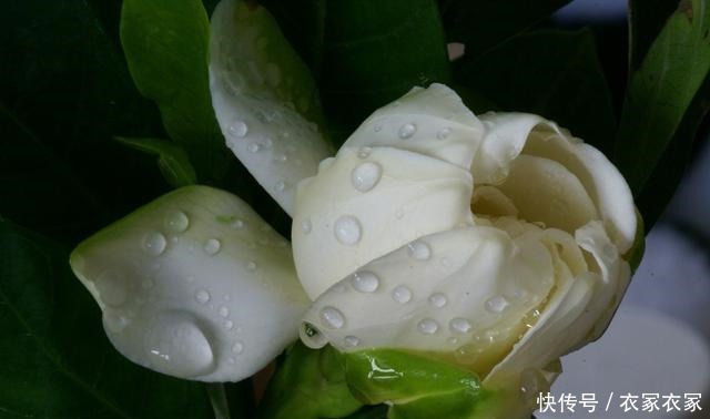 现在不要买3种花,花期已过,看花要等大半年!