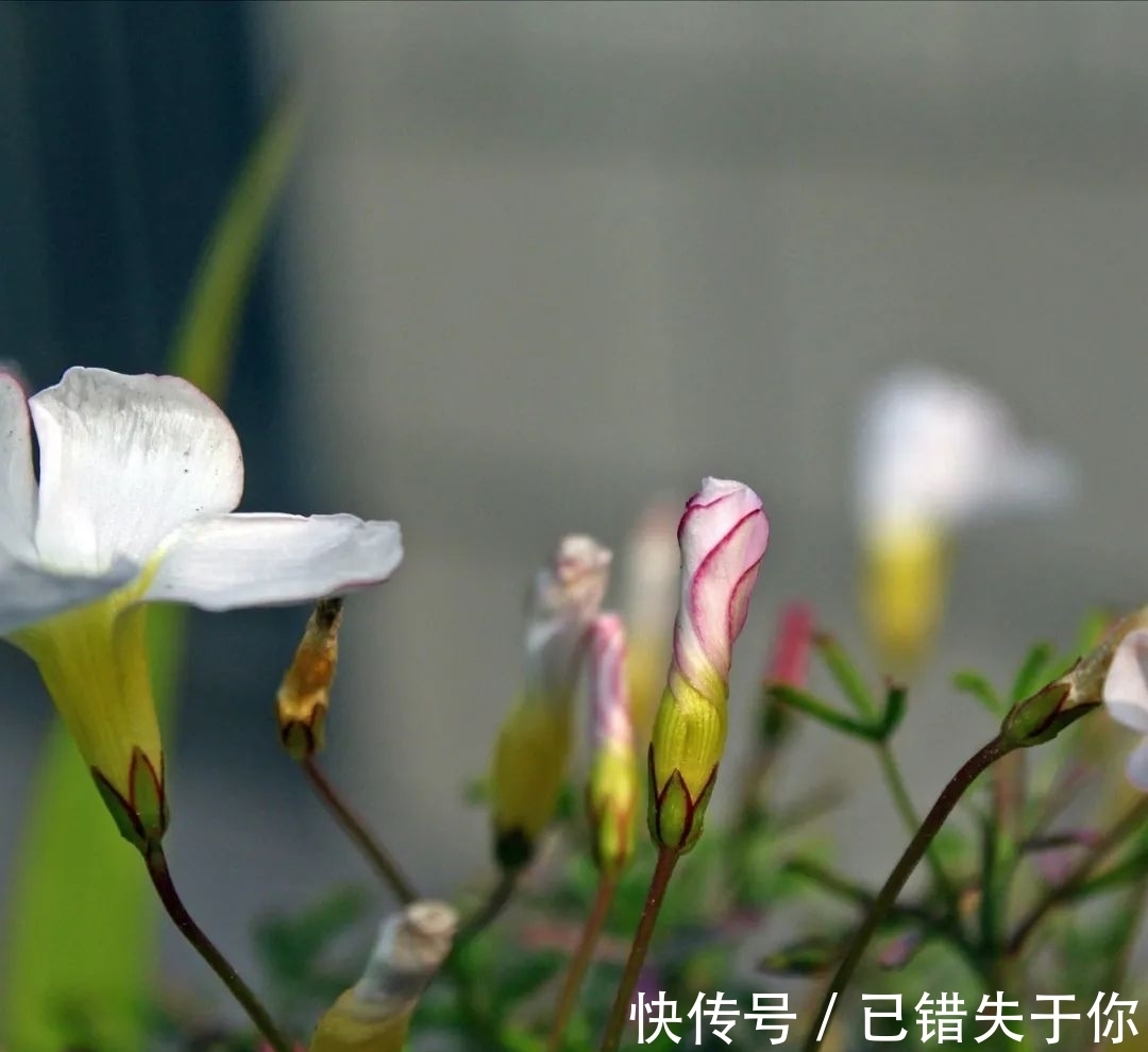 桃之辉|温度越低,颜色越深,可与桃花相较的光叶酢浆草你见过吗?