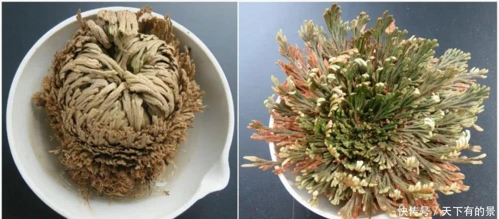 干旱|3种“野草”，挖回家里做“盆景”，价格飙升，仿古大气，别错过