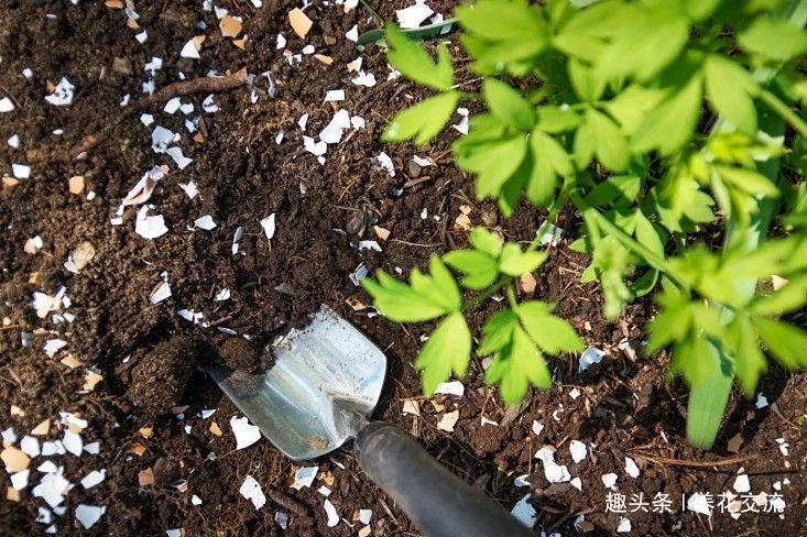 在家里养花时,肥皂水、鸡蛋壳或煮菜的水别丢,是可以用来养花的