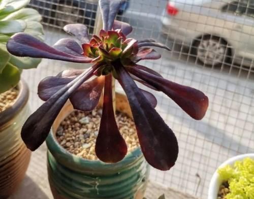 水培 土培 半水半土培育花草 挑选花盆花土 该注意这些 粉紫色