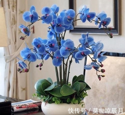 水苔|蝴蝶兰怎么浇水,三句话概括了浇水的全部窍门