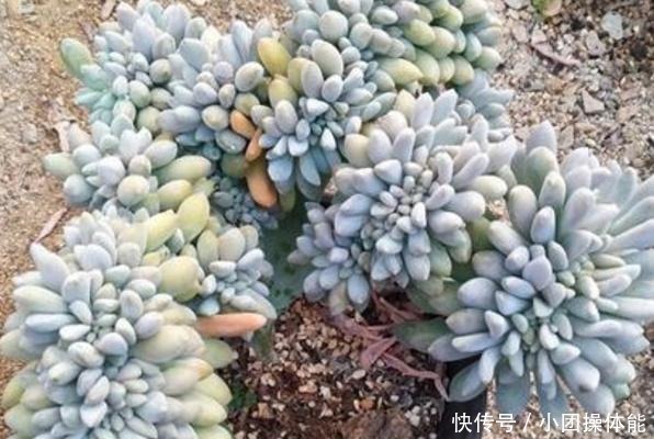 11种“肉圈”里常用的专用术语,想养好多肉,你必须了解!