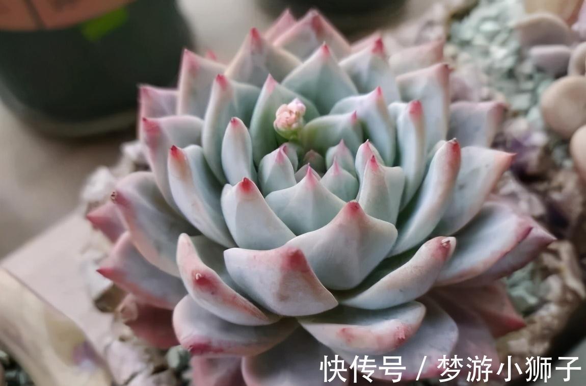 多肉冬天休眠状态不好,只要保证这两点,反而可能更美艳