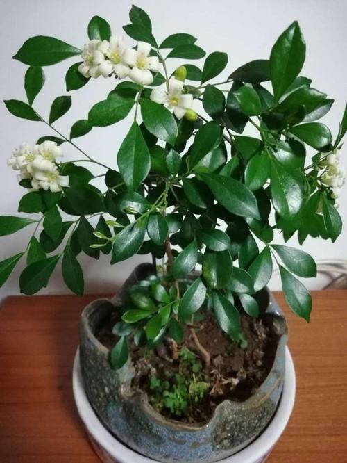 4种花，花开易爆盆，花香四溢，全年开不停