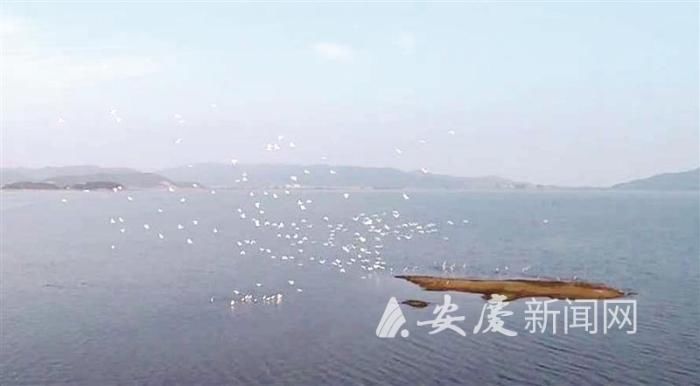 老年|安庆湿地面积达16.87万公顷 “宜”起守护“地球之肾”