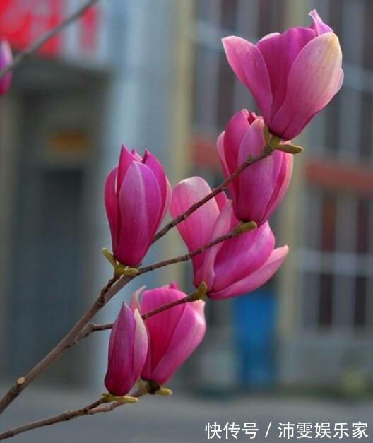 榕树|5种树,种在院子里寓意好,家里养一棵吉祥如意