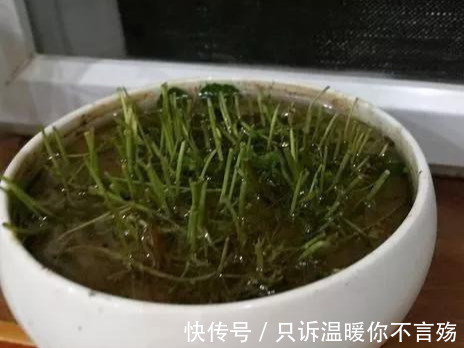 钱多多|养花技巧铜钱草养在这,7天就爆盆,叶子长成巴掌大!