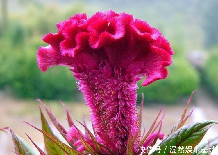 阳台|养花就养4种花,家里养一盆,开花漂亮花期长,阳台养出小花园