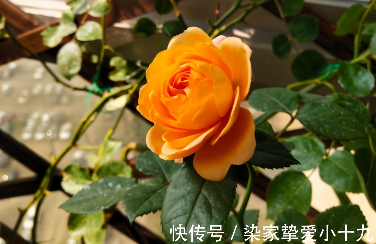 小齐|养花有没有技巧?用心记住“这些事”,就能从养花菜鸟变养花高手