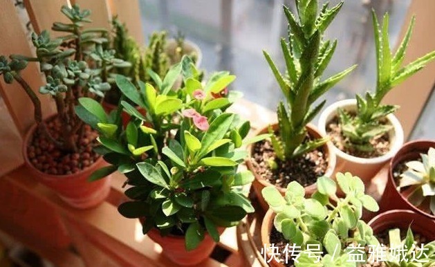 养花不活，其实是“1个步骤”没做好，若会正确方法，养啥都爆盆