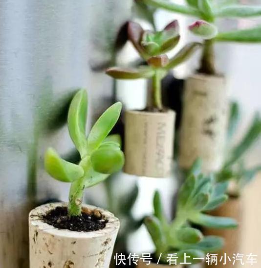 学会这9招,你也可以成为多肉种植高手