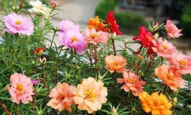 4种漂亮花，好养易活能爆盆，一开就是300多天，关键好养又漂亮！