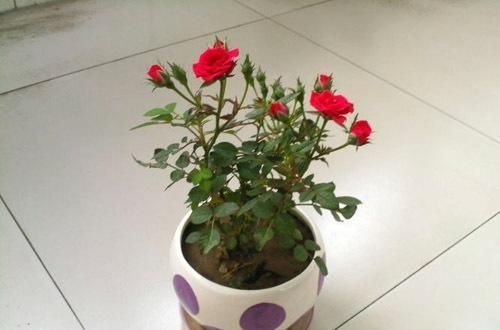  叶片|花卉出现黄叶的情况，可以给它们食用点药，轻松解决黄叶情况！