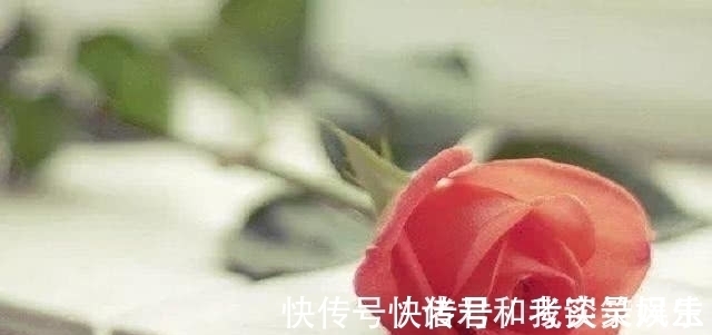 占卜|塔罗占卜：4朵玫瑰，你觉得哪朵最先枯萎？测你在多少岁会显老！
