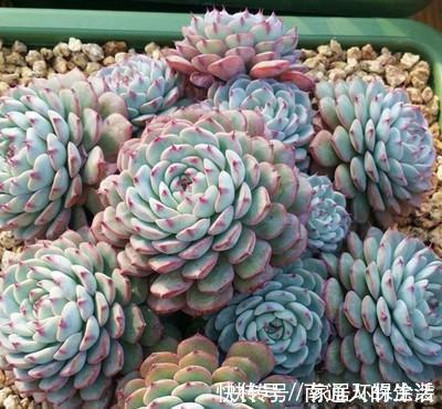 多肉植物|养棵多肉蓝姬莲，块头大长势旺，还很容易爆盆，适合新手