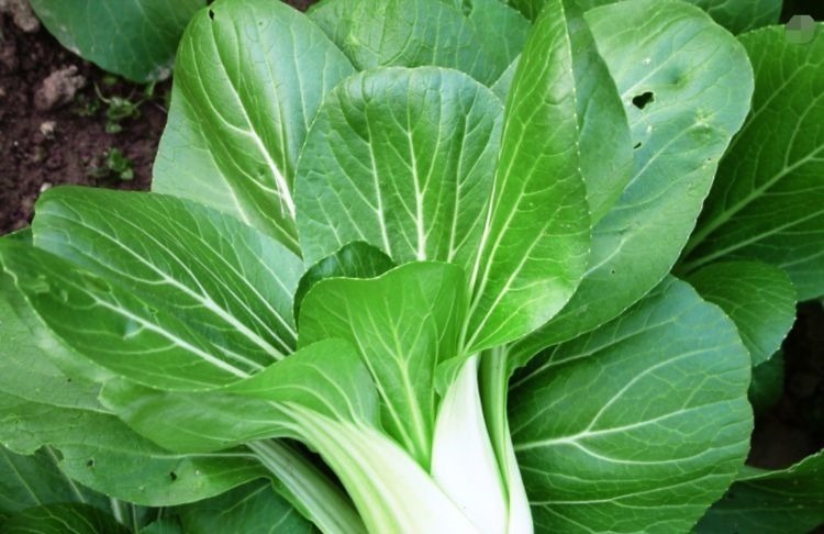 此种青菜要少吃,对健康无益,可惜很多人还不清楚,告诉身边人