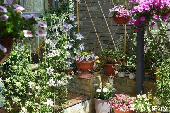 秋天的院子,养点喜欢的花,乐得自在!