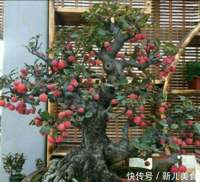 冬红果老桩也可以制作成盆景,还能结满红色诱人的红果子