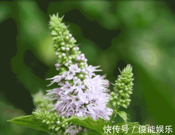 怡人!此花香气幽雅怡人,淡雅花朵却是清而不俗,寓意为愿与你再相逢