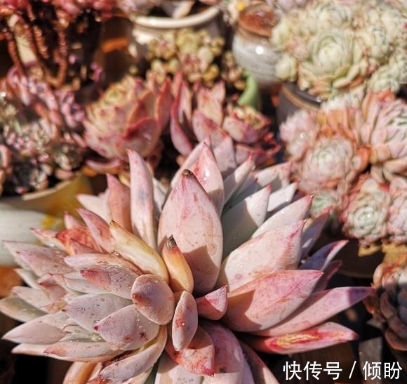 颗粒土养多肉,能养出好状态?小白最容易吃亏,状态跟土没关系