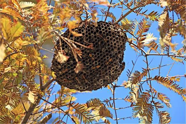 安全意识|熊孩子兄妹误捅马蜂窝,脸肿得爹妈不敢认,网友:不该笑但忍不住