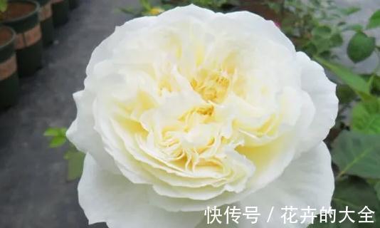 奥斯汀|养月季，要有耐心，掌握方法技巧