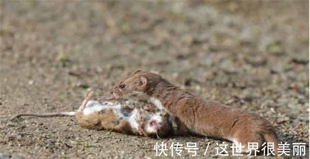 乌龟#为何老一辈说黄鼠狼不能杀,科学研究表明,不是迷信,真的不能杀