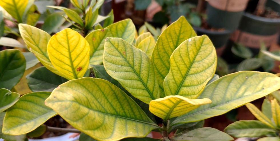 花盆里加几滴“它”，月季，茉莉，栀子花再也不黄叶