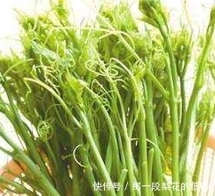 生在“高山云”之上的野菜，营养很高，被称为“野菜之王”