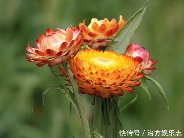 妙招|麦秆菊怎么养护开花美教你3个小妙招,麦秆菊开花更多花朵大