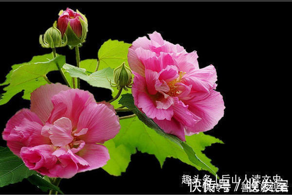 惜春|林黛玉嘲笑刘姥姥是母蝗虫,只有一个贵族小姐默不作声,逃过一劫