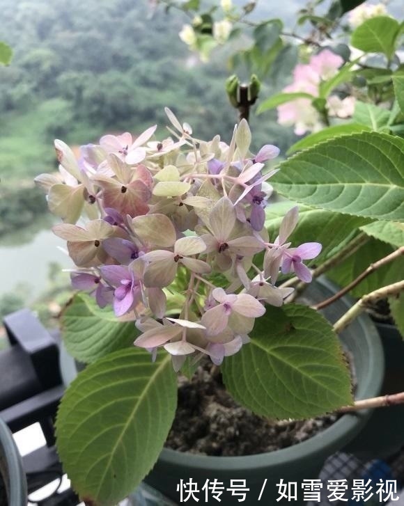 冬天|绣球不剪行不行?能安全过冬吗?分2种情况,修剪可促进爆花