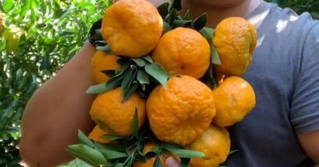 爱吃橘子的注意了,这点要知道,学会的人从不吃亏,告诉身边人吧