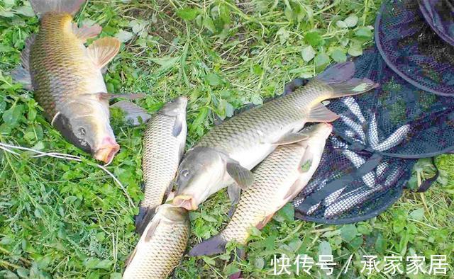 天气|秋季可以钓渊也可以钓边,但是钓边难度更大,套路得当方能爆护