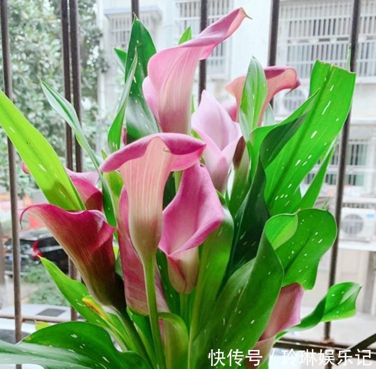 懒人|几种花养家里,开花特漂亮,懒人新手都能养好