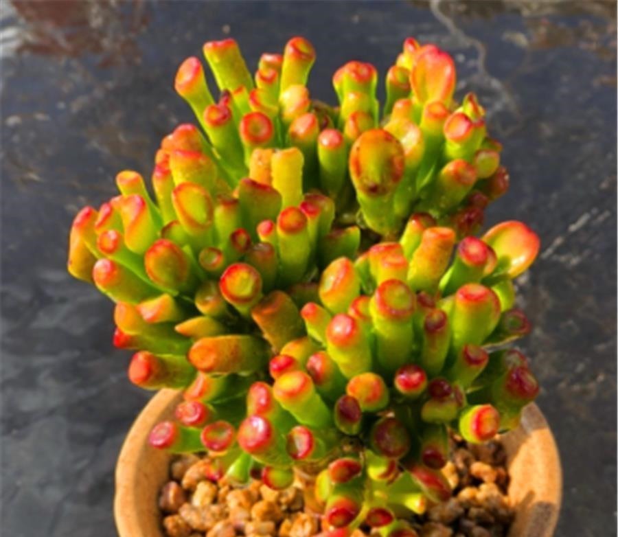 3种寓意招财进宝的多肉,颜值高好养护,2种能养成树