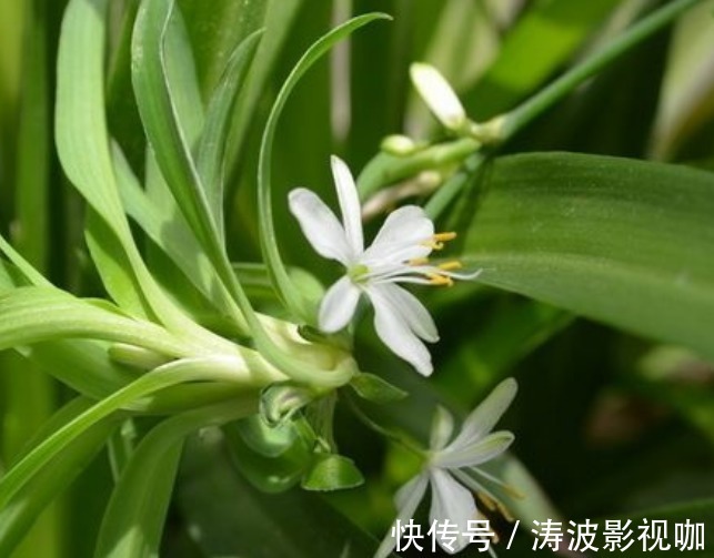 新手养花,不如养盆花中精品“红羽”,似佳人裙摆,优雅高贵