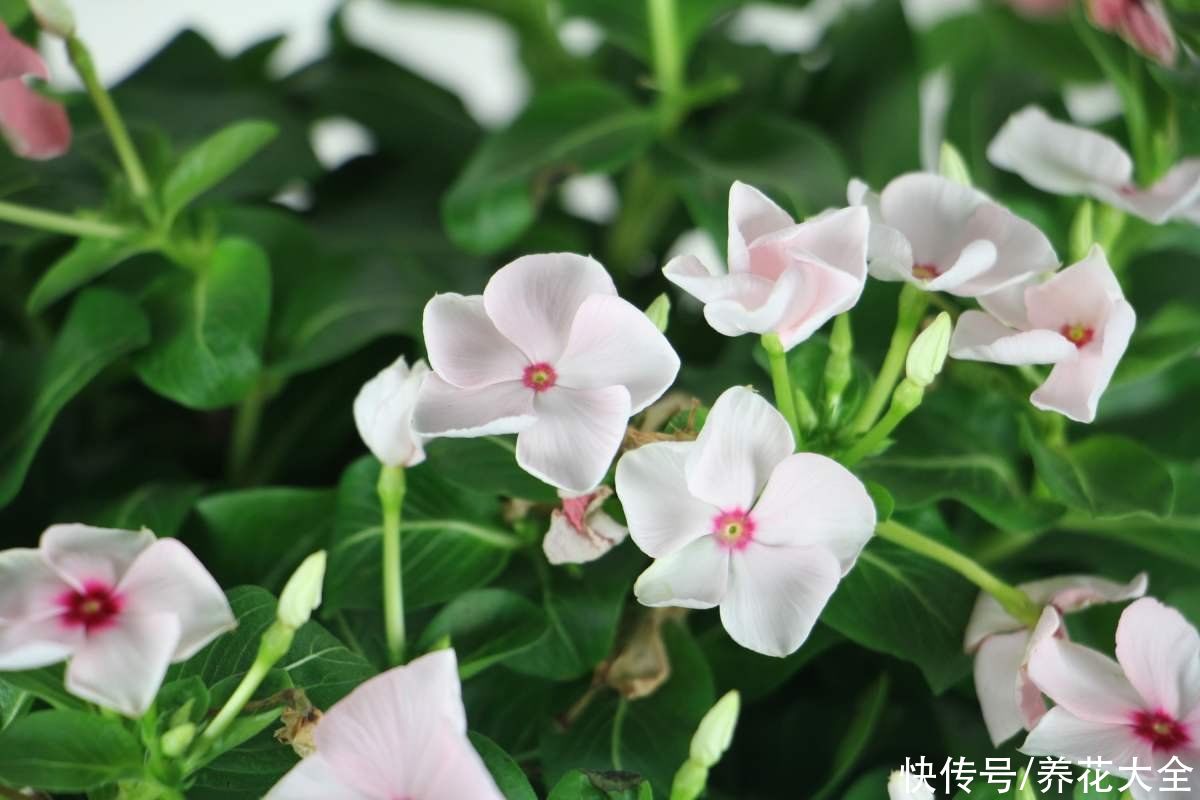 一种花名叫“天天开”，修剪一下，还能长成小花树