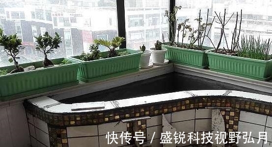 鱼池|偷偷在阳台砖砌鱼池, 邻居来玩, 去物业把我投诉了